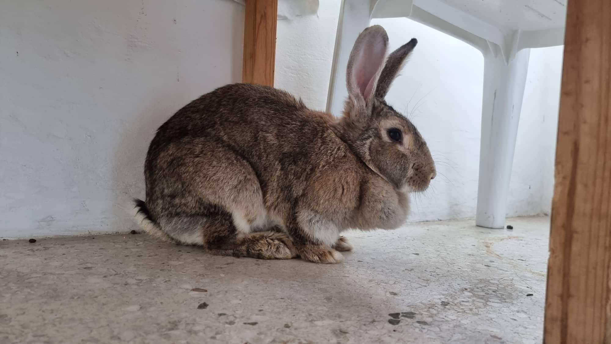 Bear Voice of Rabbits